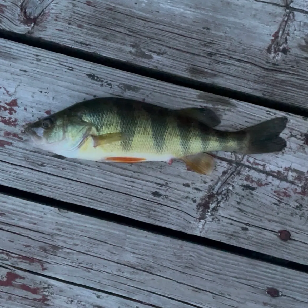 Yellow perch caught on Fishbrain