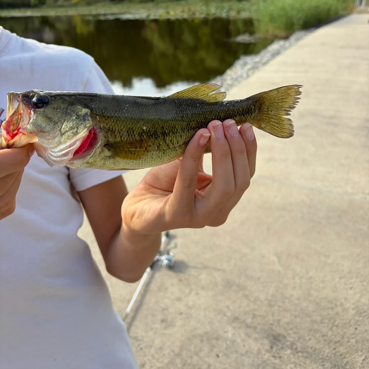 Fish caught on Fishbrain