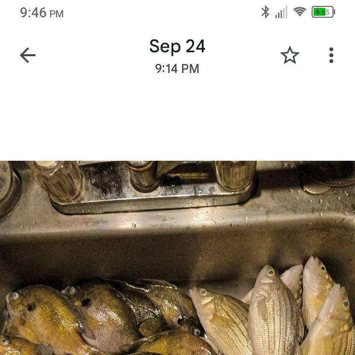 recently logged catches