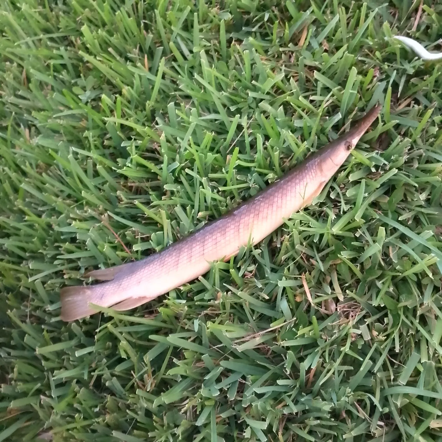 The most recent Cuban gar catches on Fishbrain