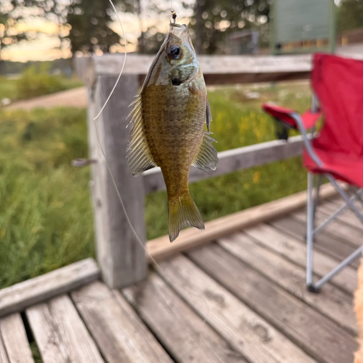 Bluegill caught on Fishbrain