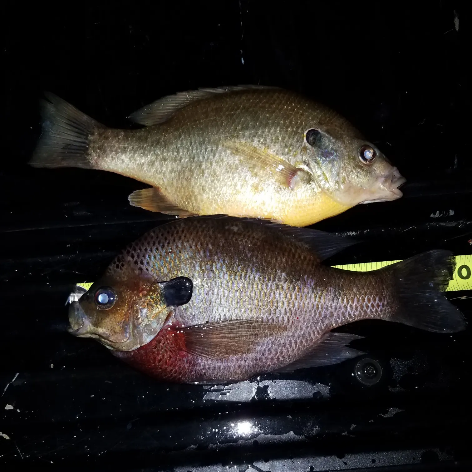 recently logged catches