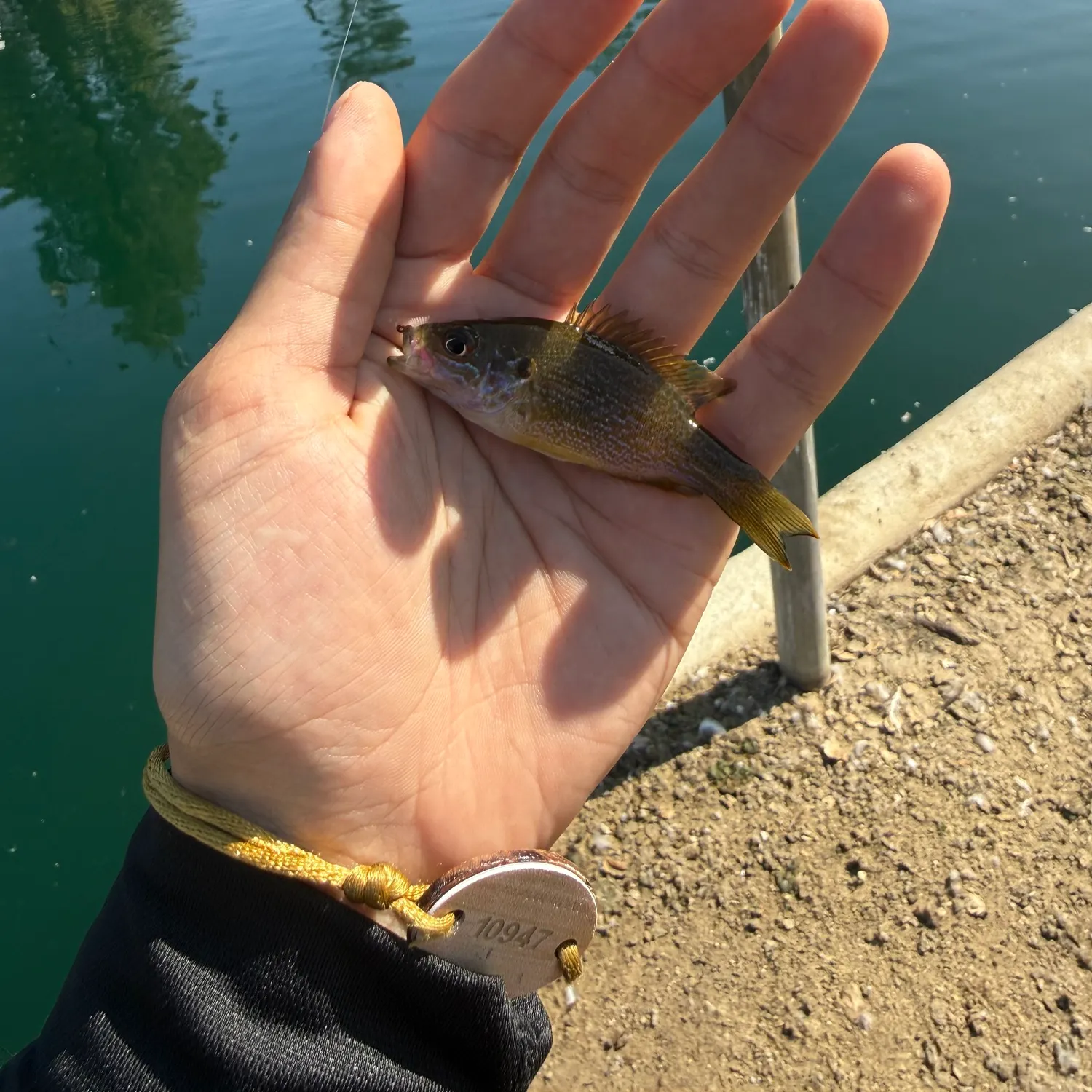 Green sunfish caught on Fishbrain