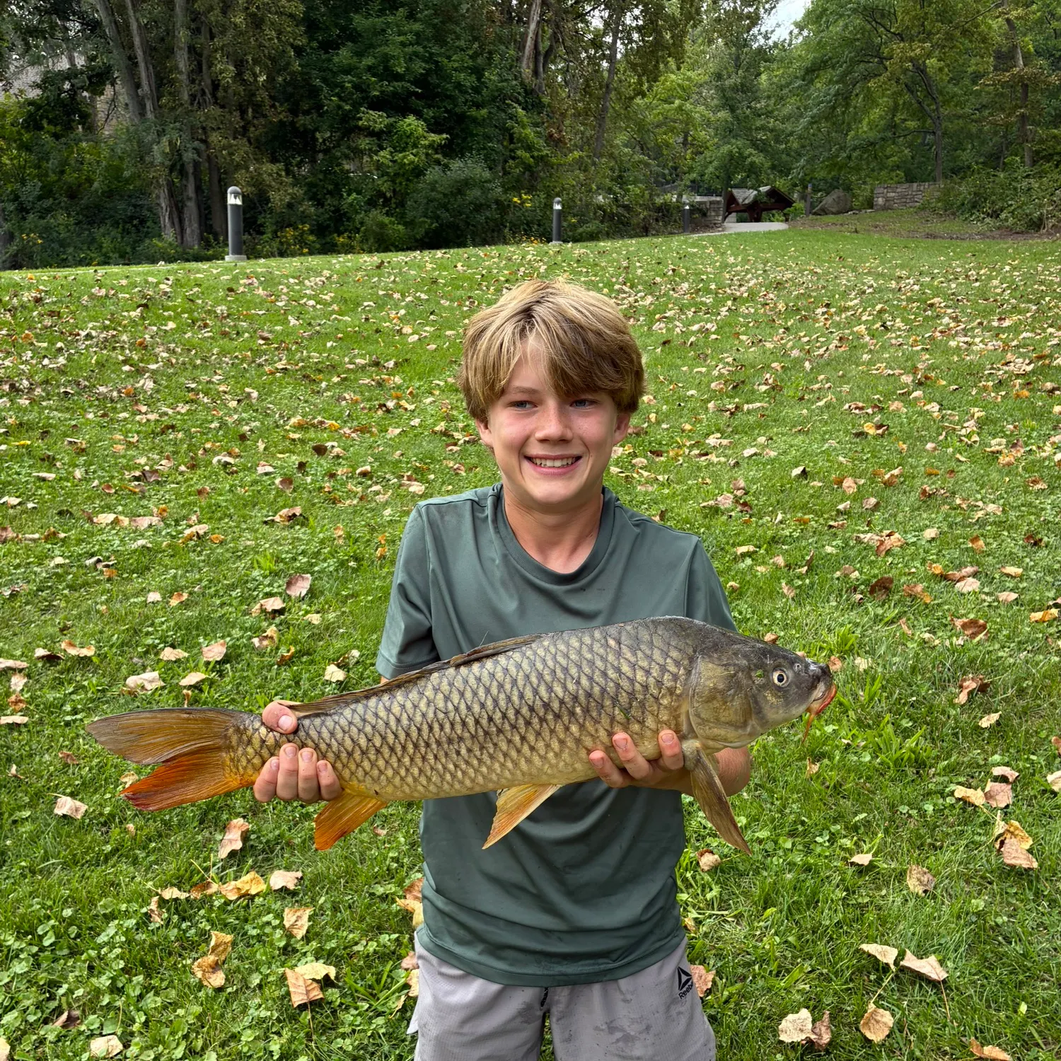 Common carp caught on Fishbrain