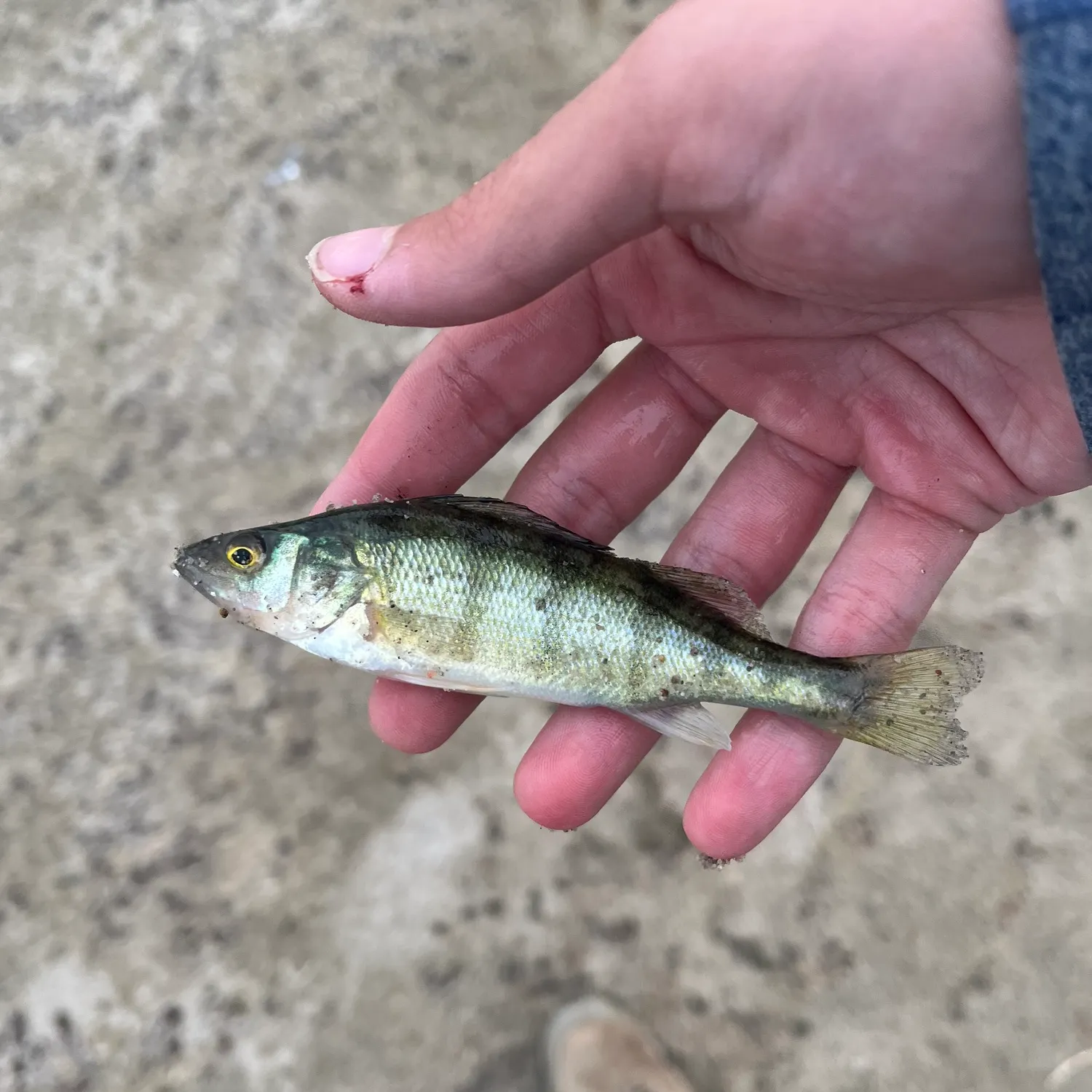Yellow perch caught on Fishbrain