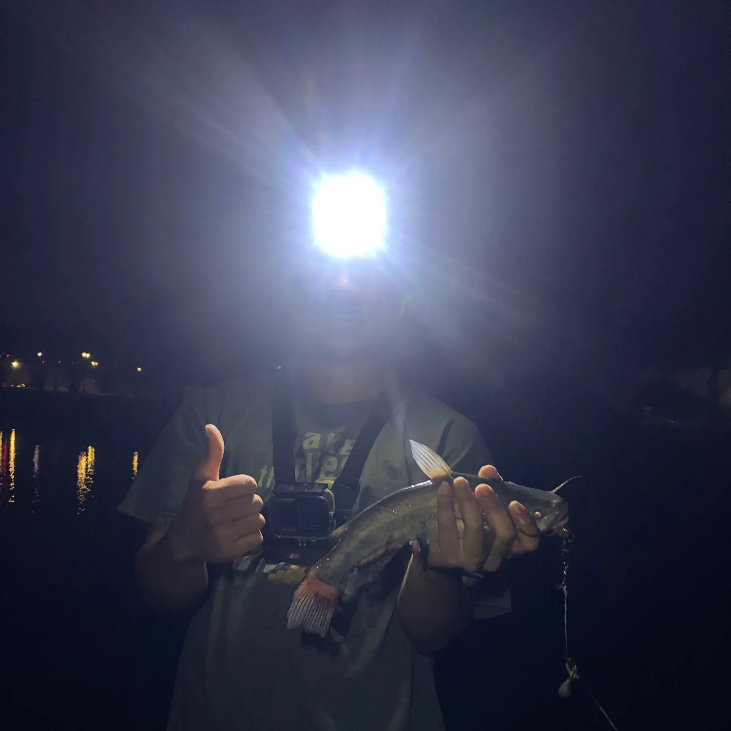 The most recent Black bullhead catches on Fishbrain