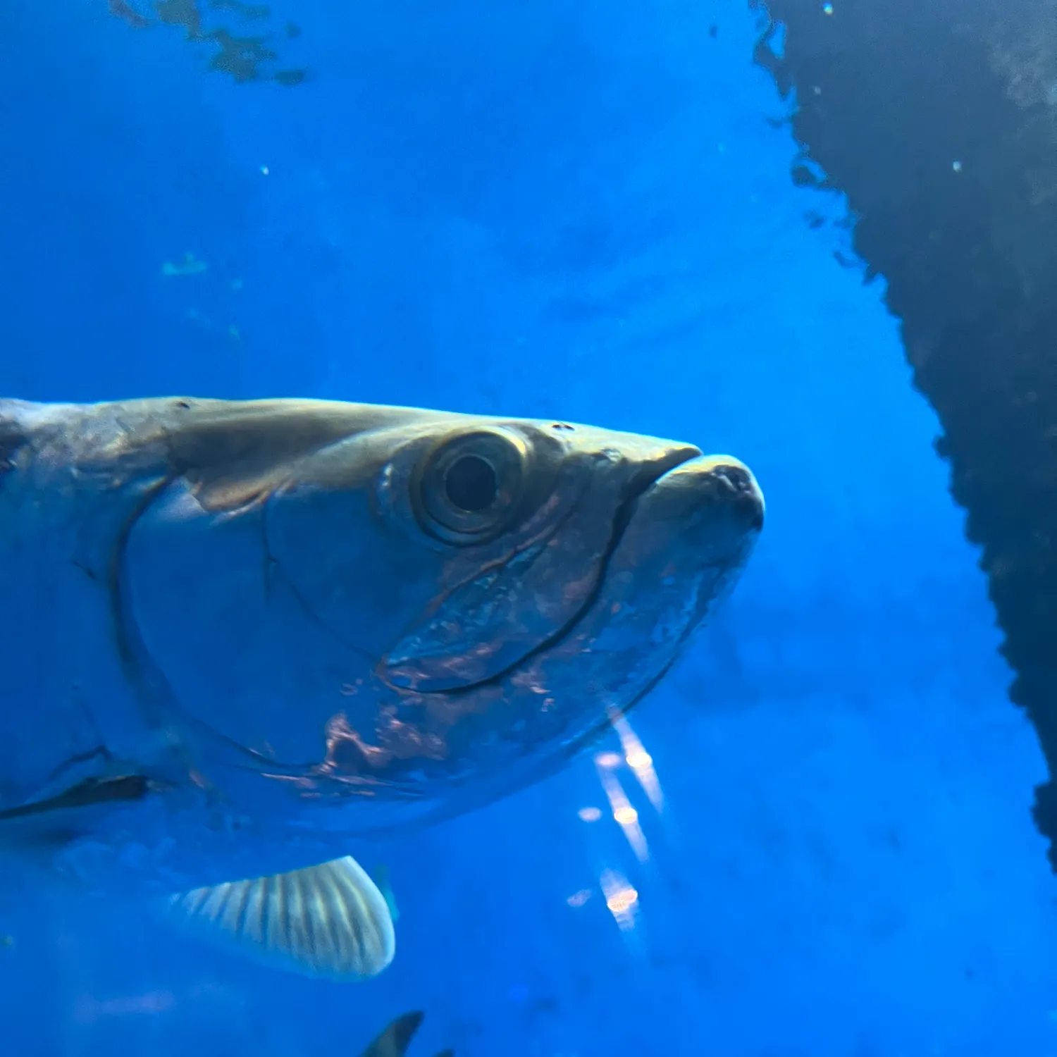 Tarpon caught on Fishbrain
