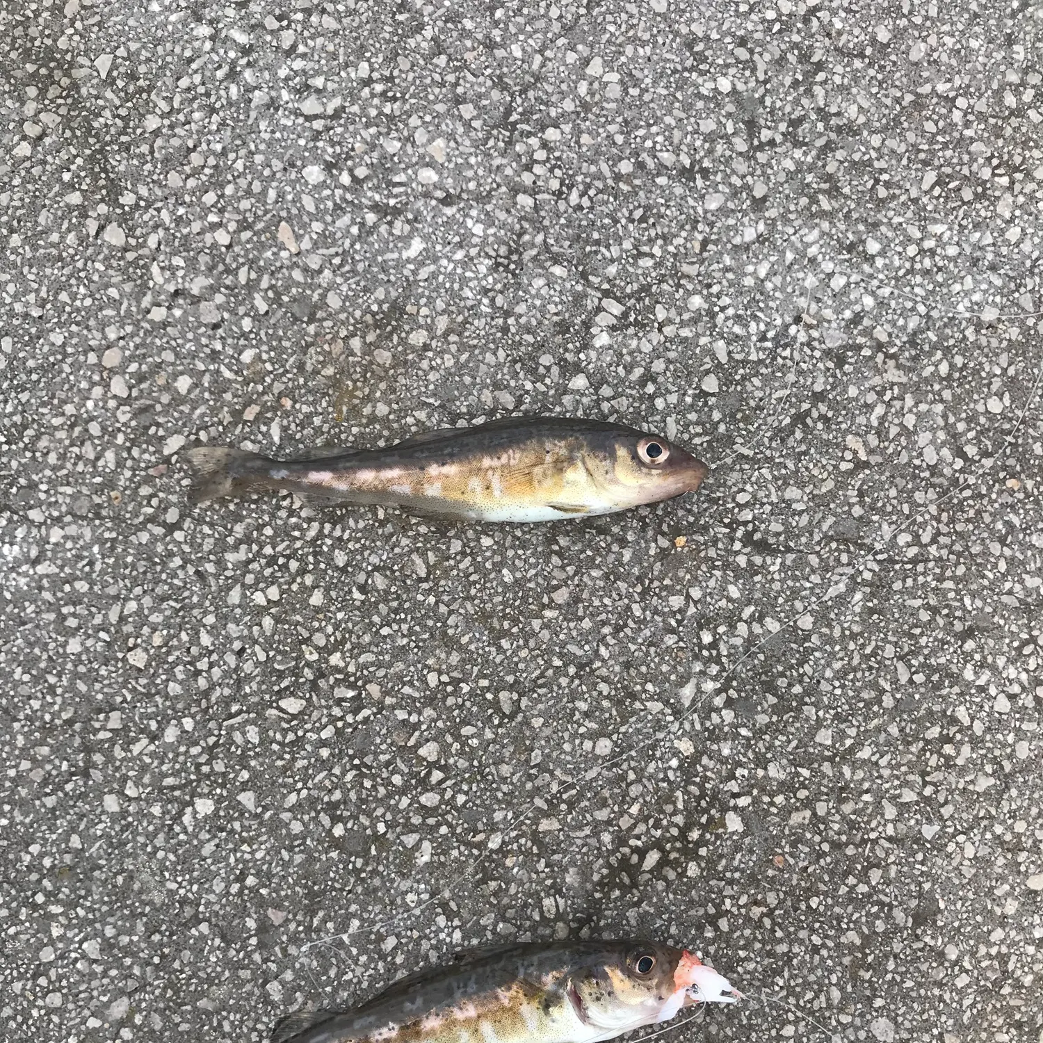 The most recent Atlantic cod catches on Fishbrain