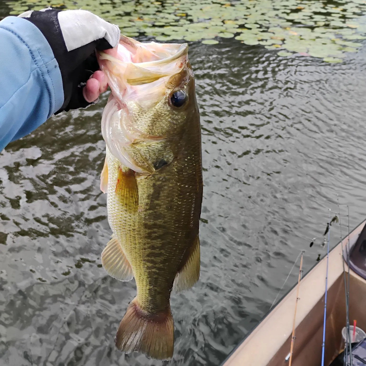 Largemouth bass caught on Fishbrain