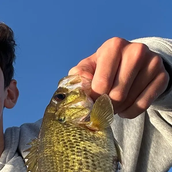 Rock bass caught on Fishbrain