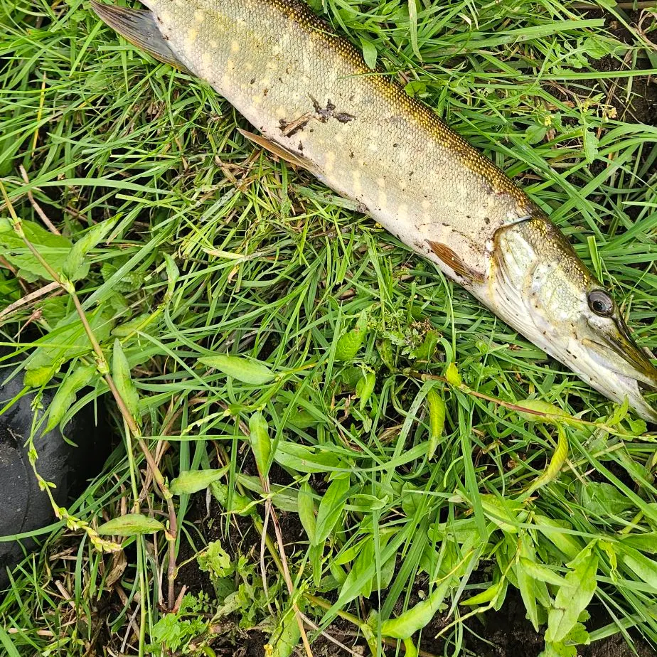 Northern pike caught on Fishbrain
