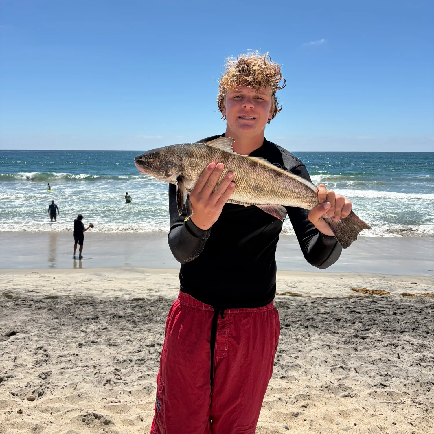 The most recent California corbina catches on Fishbrain