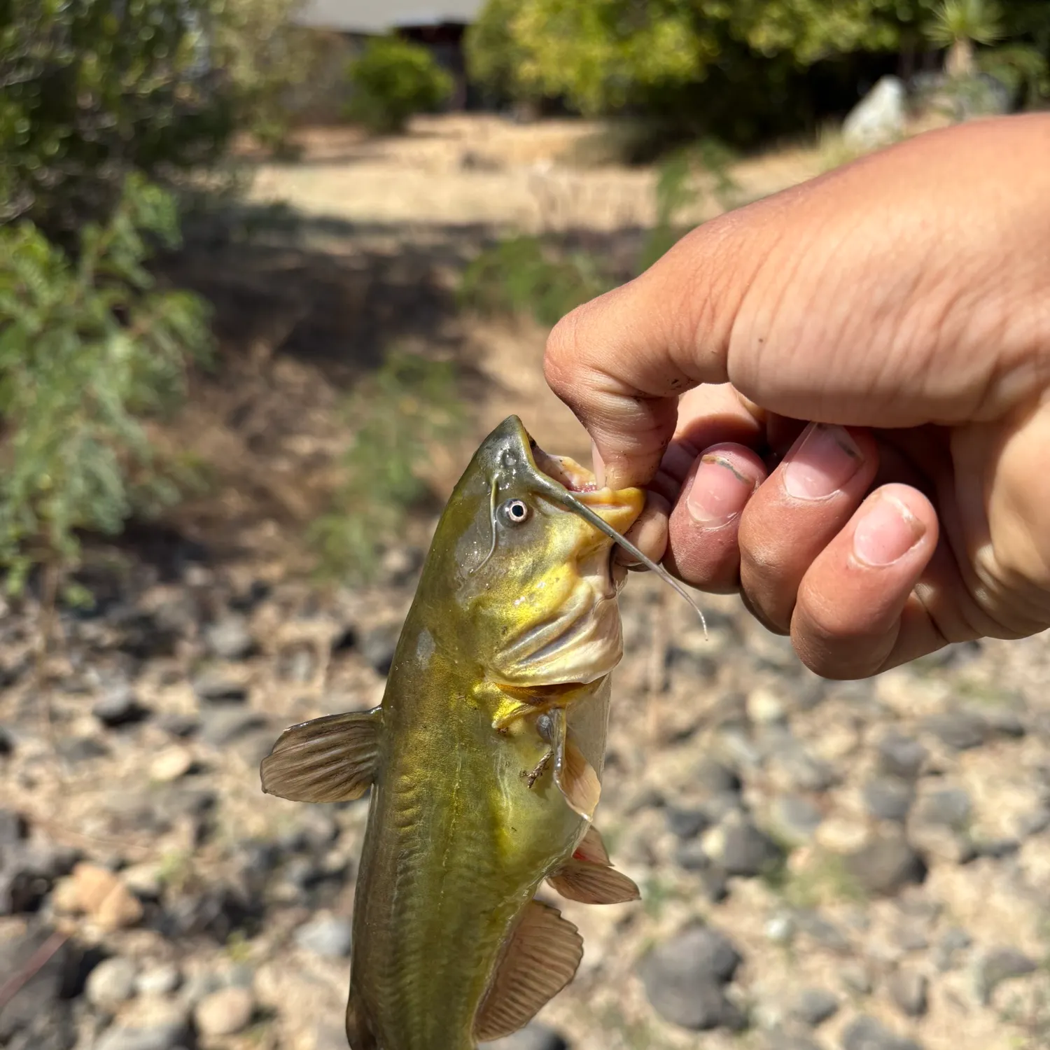 Black bullhead caught on Fishbrain