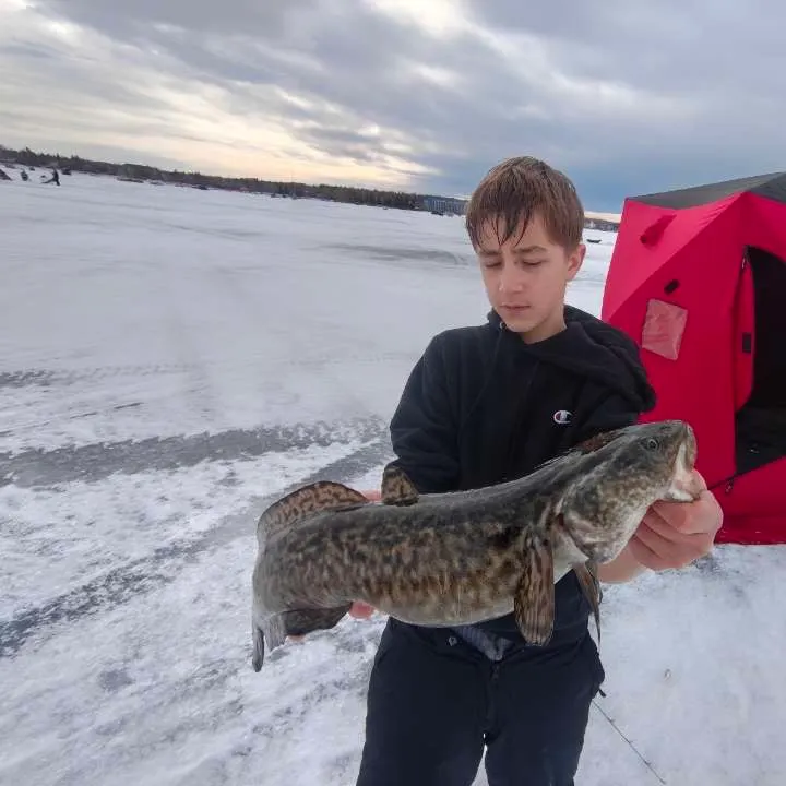 The most recent Burbot catches on Fishbrain