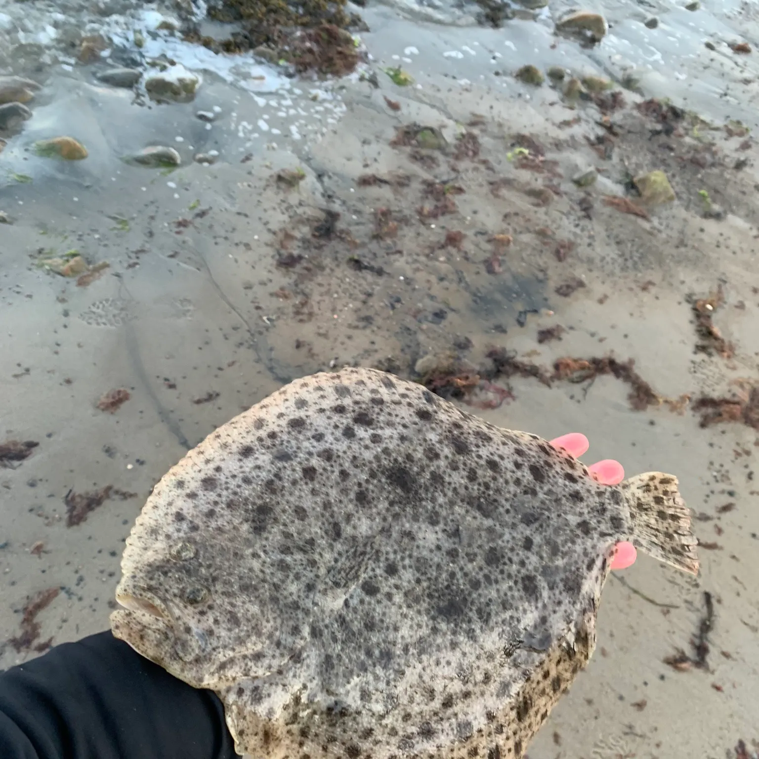 Turbot caught on Fishbrain