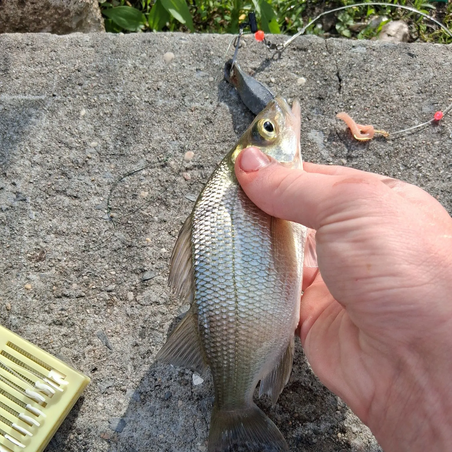 catch