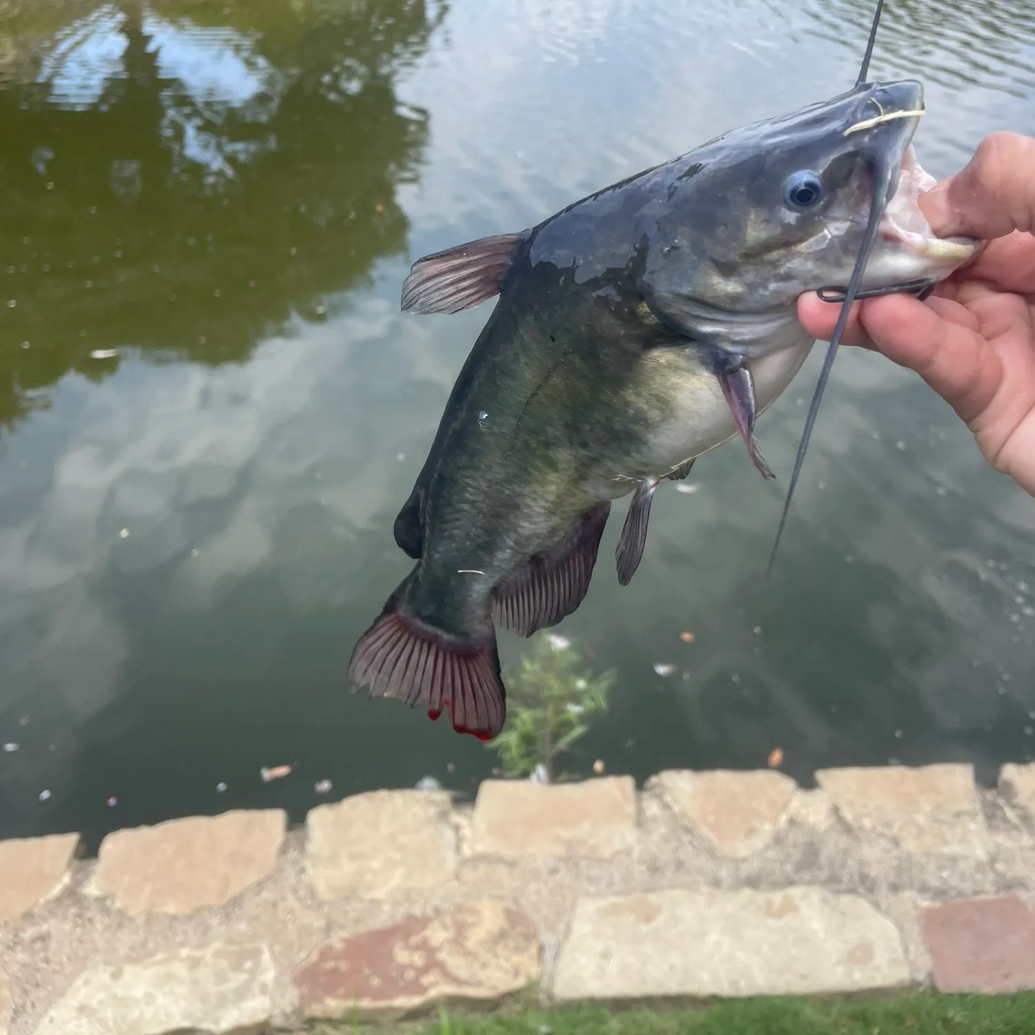 Black bullhead caught on Fishbrain