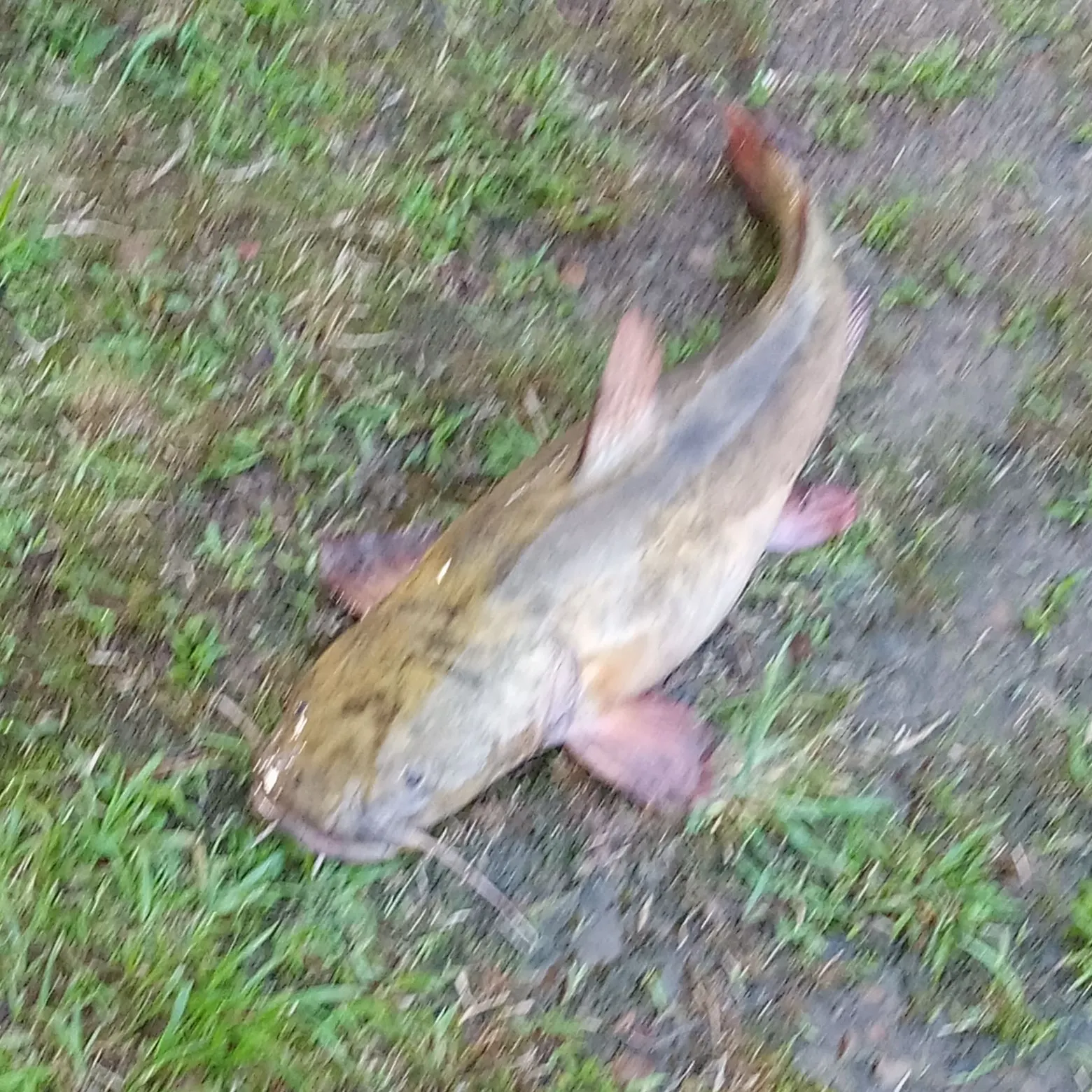 Flathead catfish caught on Fishbrain