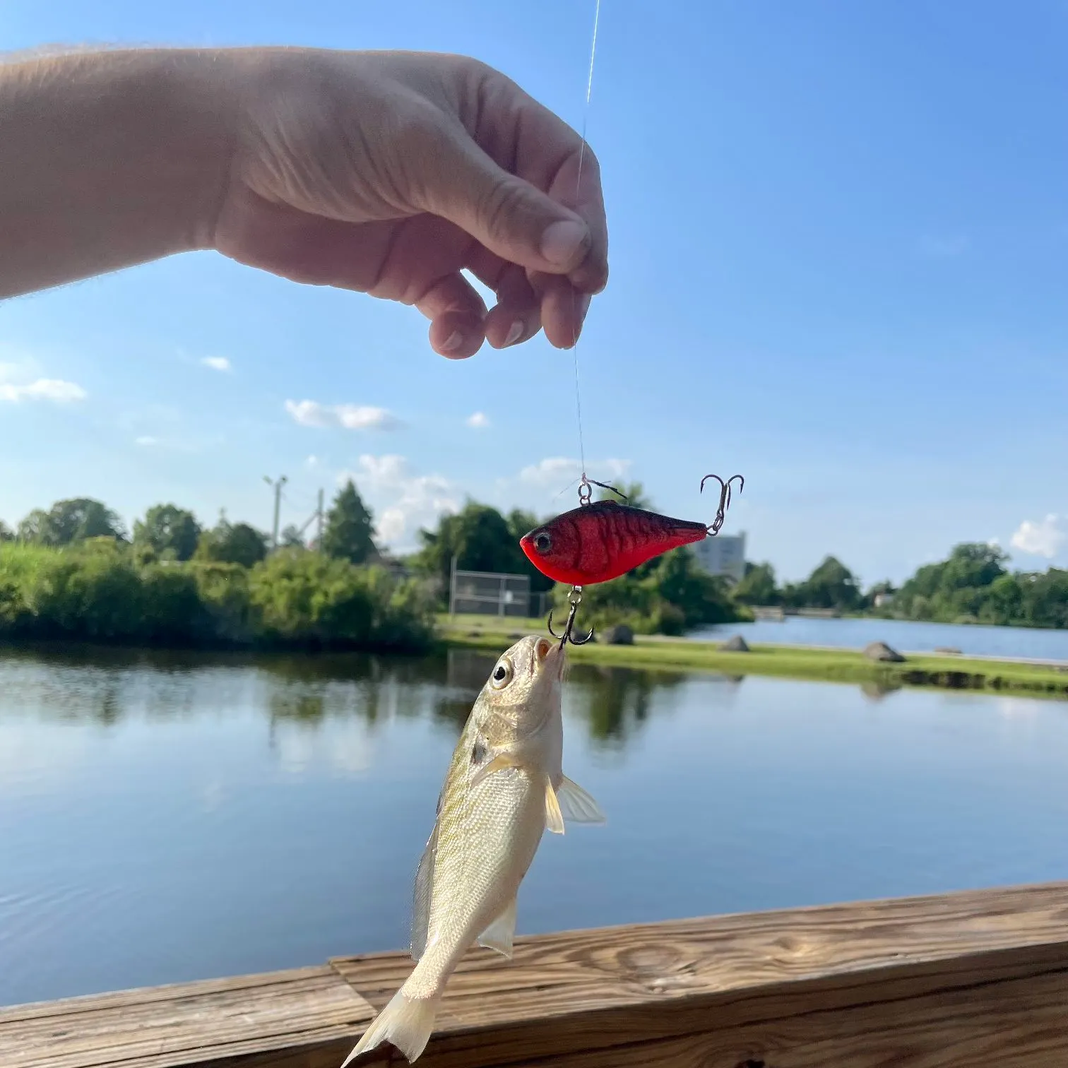 The most recent Blackspotted croaker catches on Fishbrain