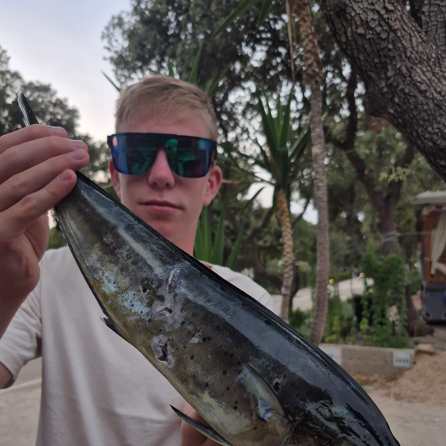 Common dolphinfish caught on Fishbrain