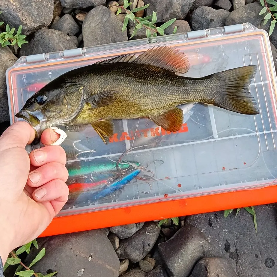 Smallmouth bass caught on Fishbrain