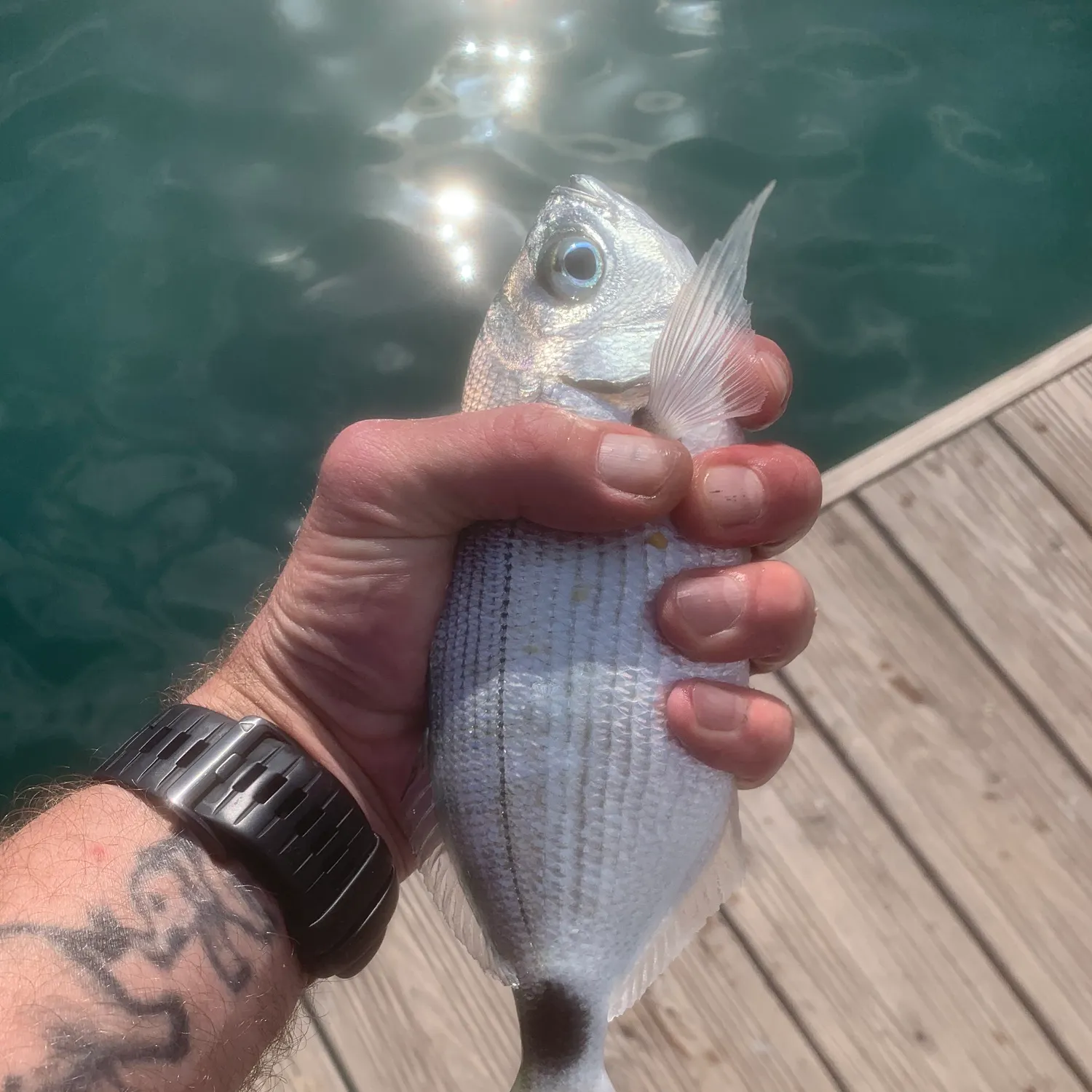 The most recent Saddled seabream catches on Fishbrain