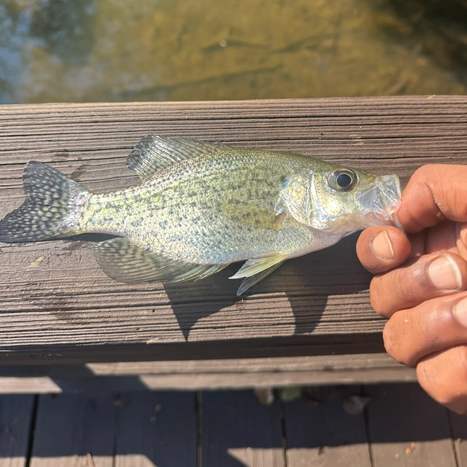 Black crappie caught on Fishbrain