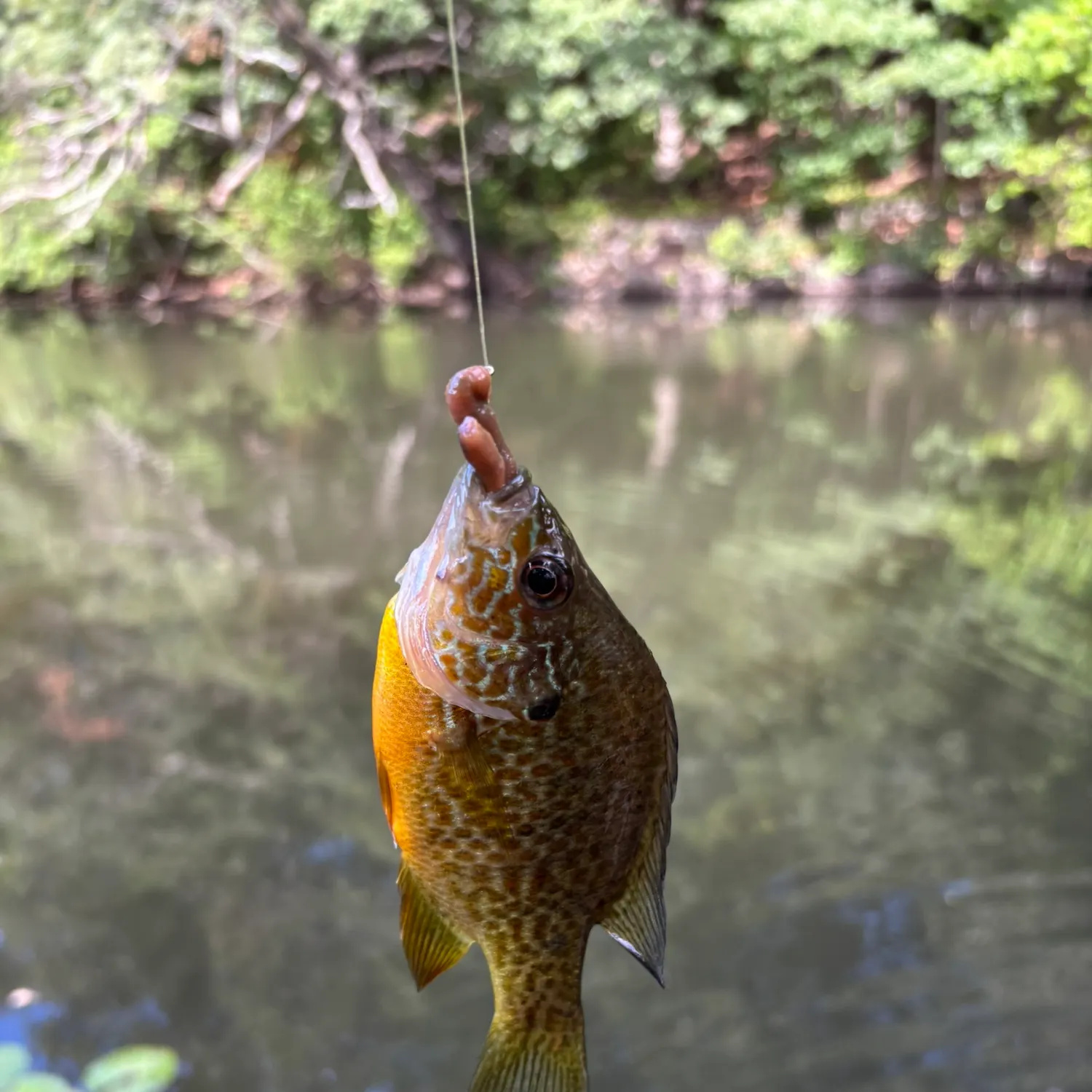 Pumpkinseed caught on Fishbrain