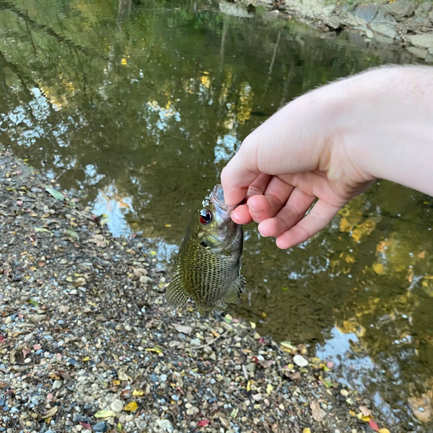 The most recent Rock bass catches on Fishbrain