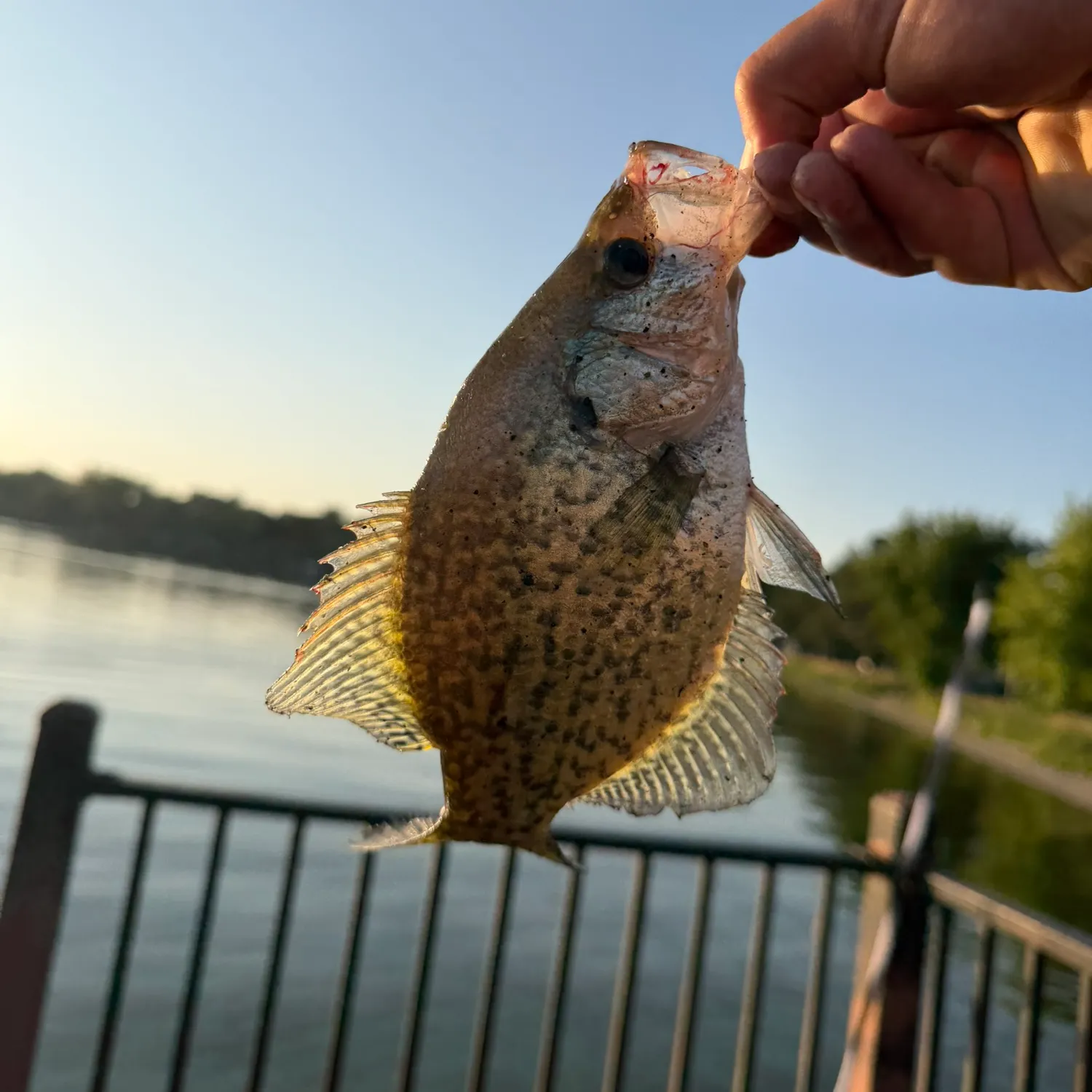 Black crappie caught on Fishbrain
