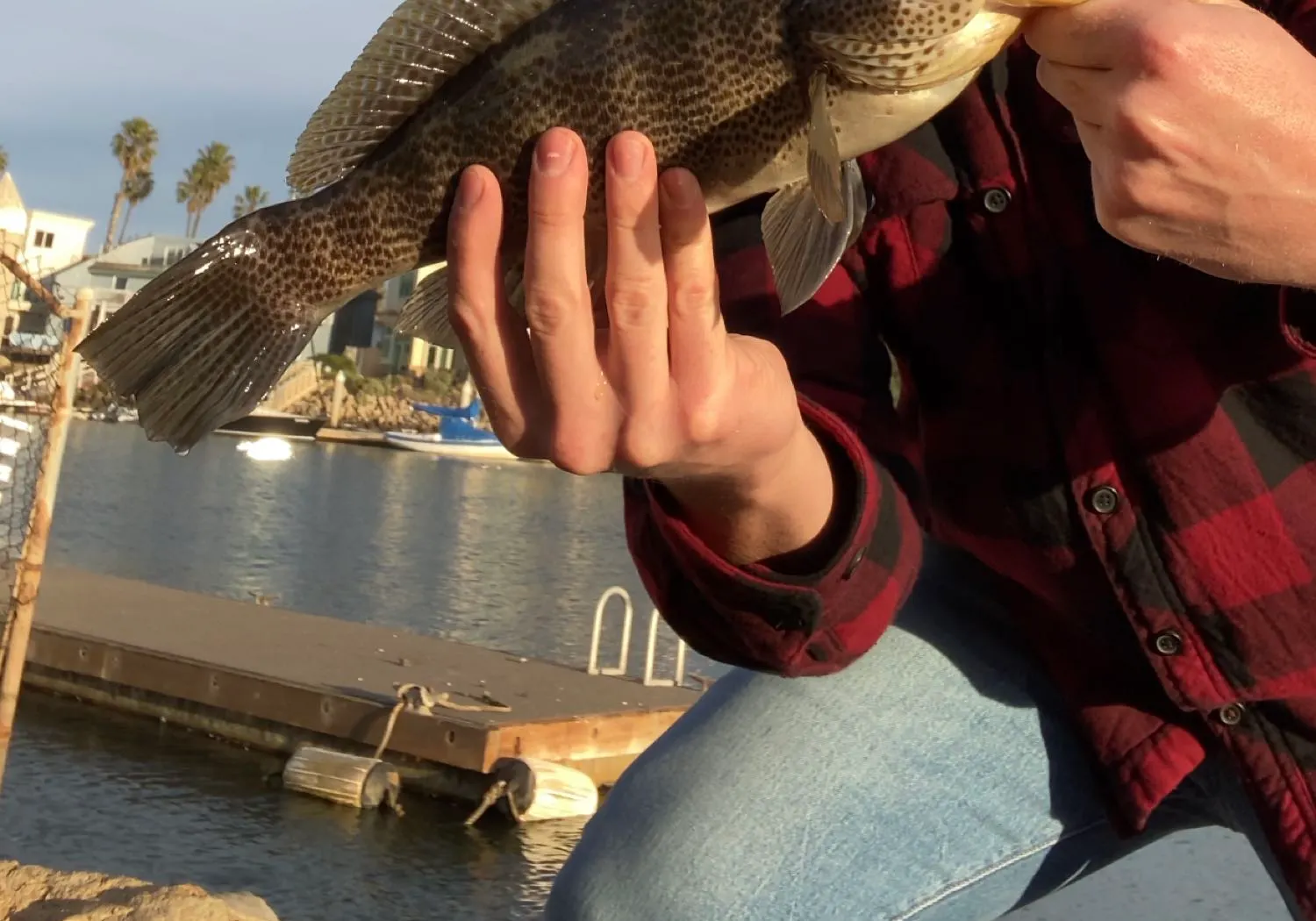 Spotted sand bass