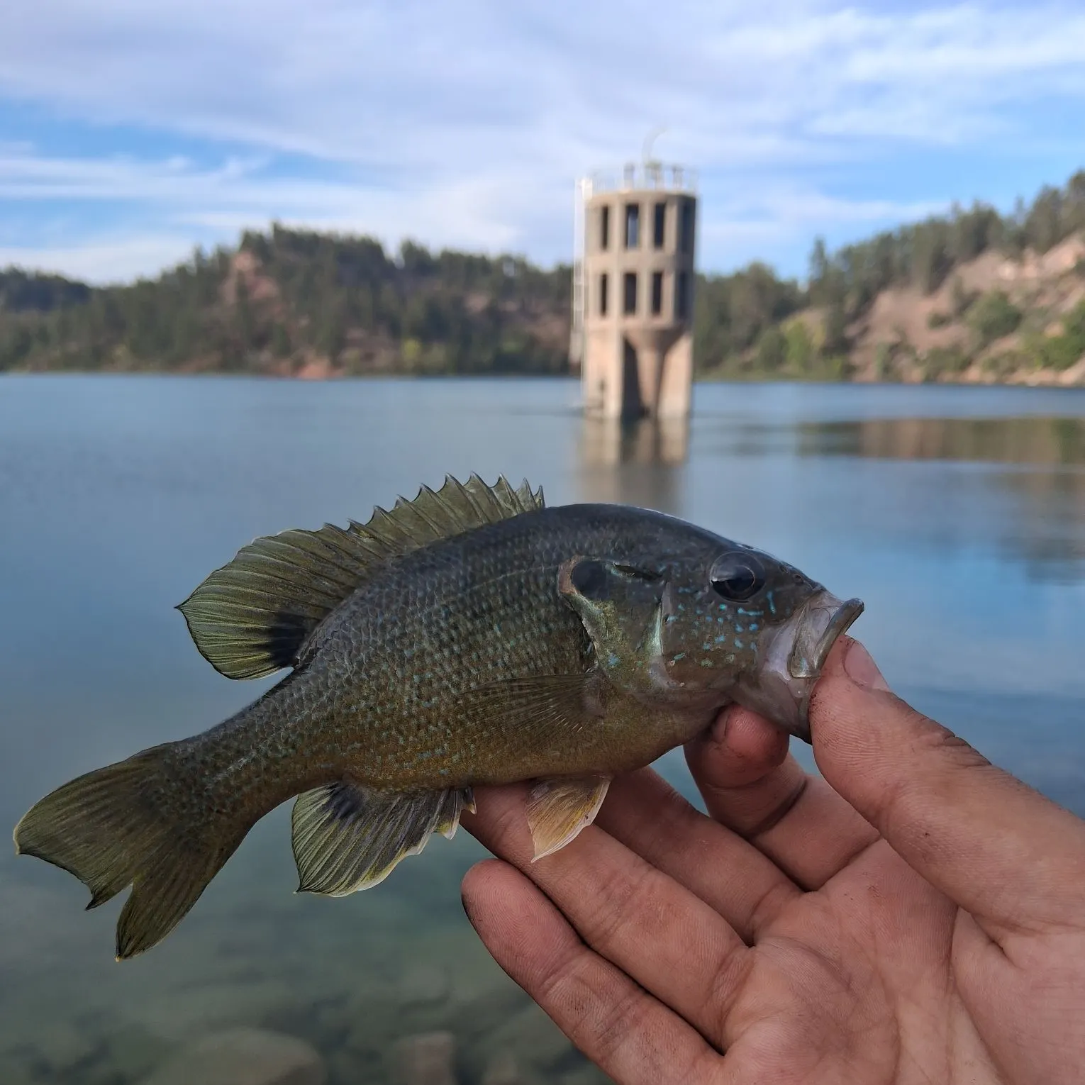 Green sunfish caught on Fishbrain