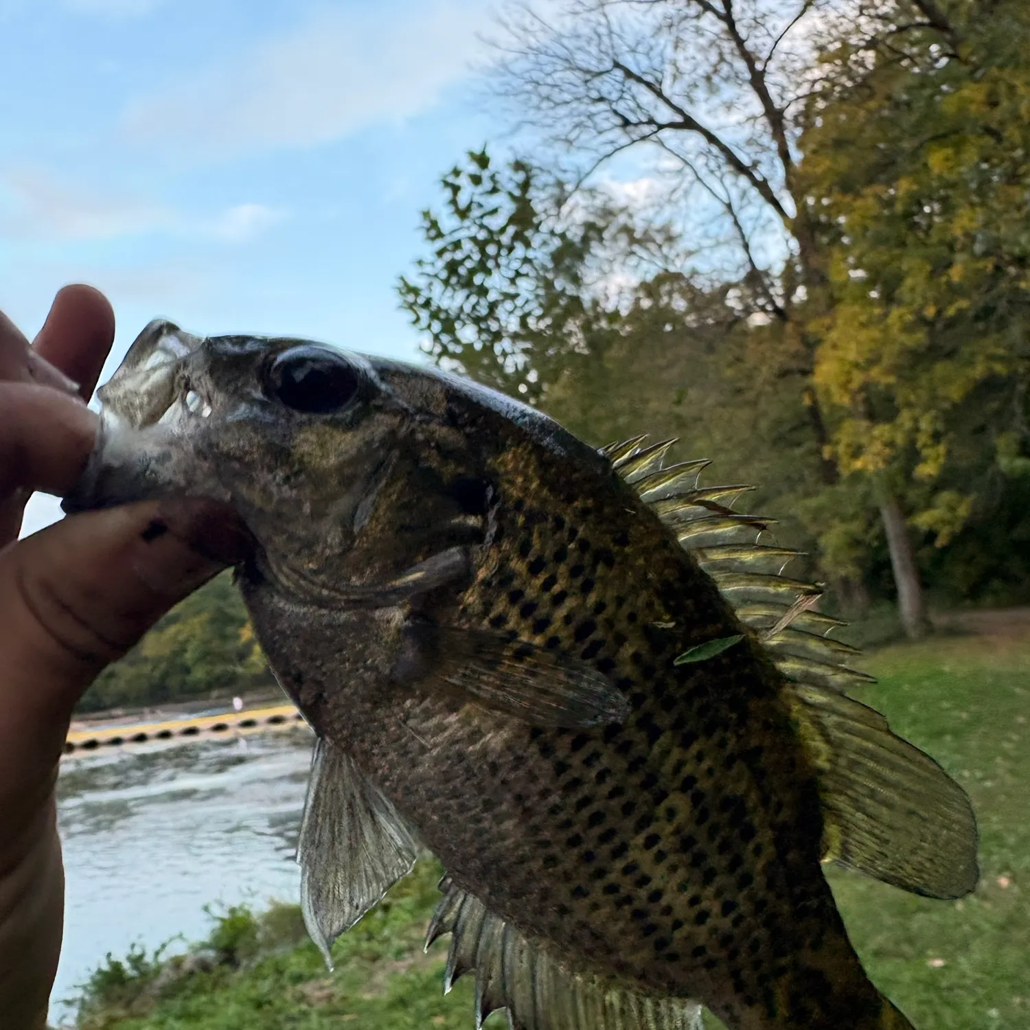 Fish caught on Fishbrain