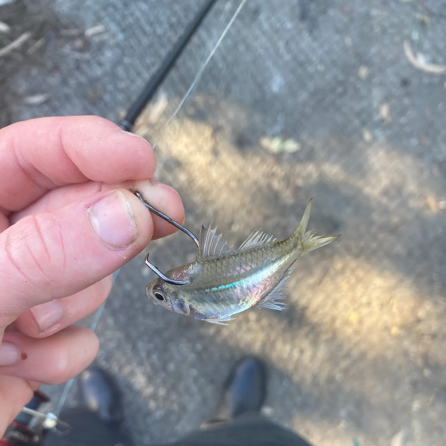 The most recent Scalloped glassfish catches on Fishbrain