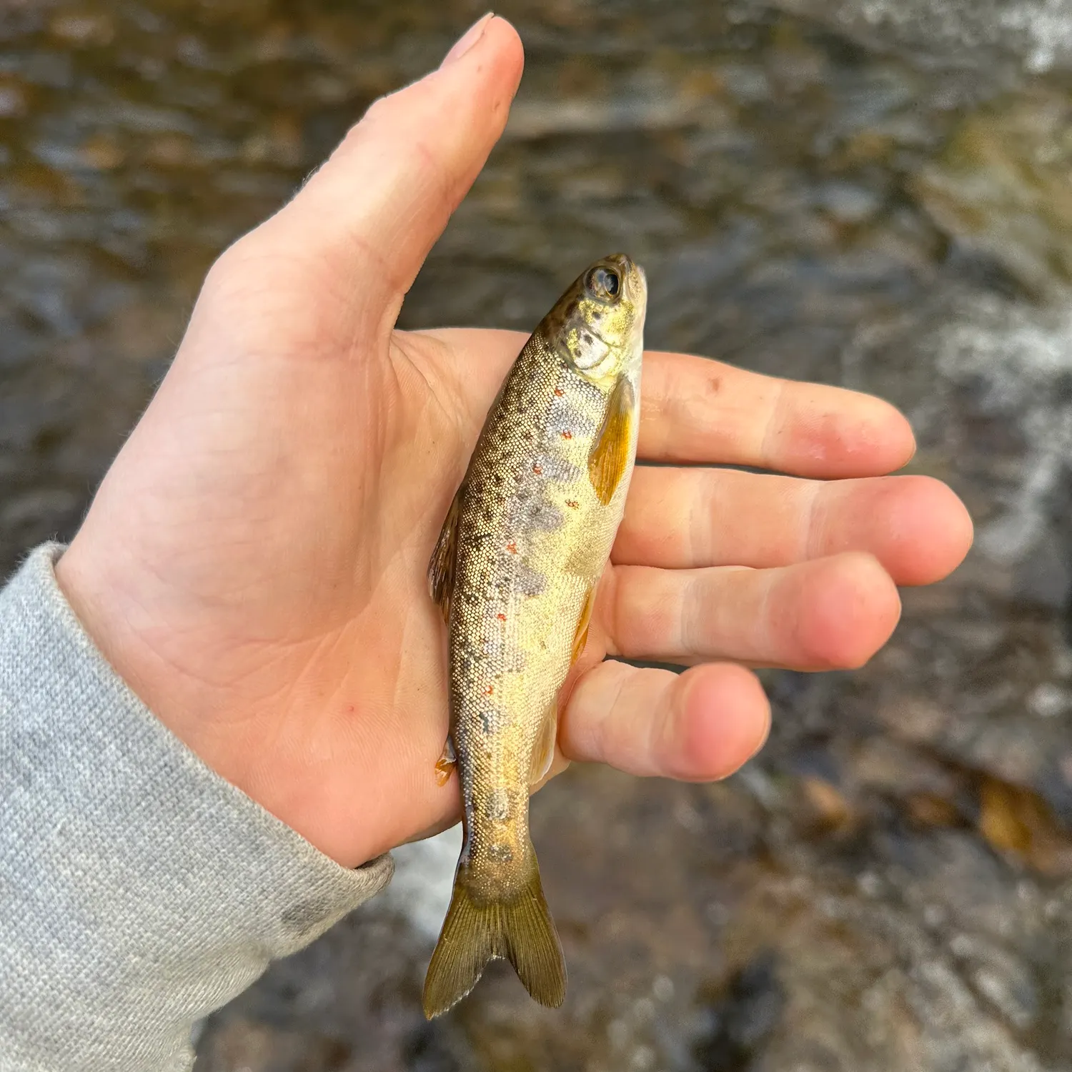 Atlantic salmon caught on Fishbrain