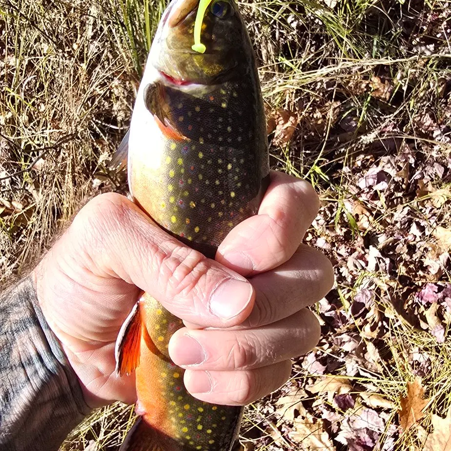 Brook trout caught on Fishbrain