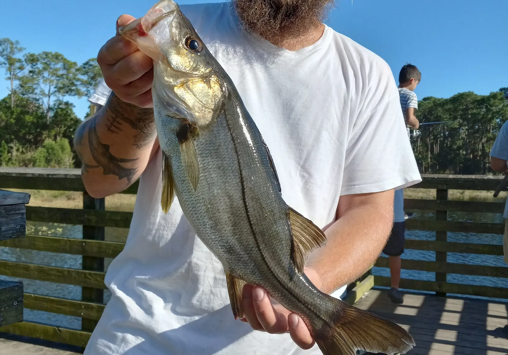 Fat snook