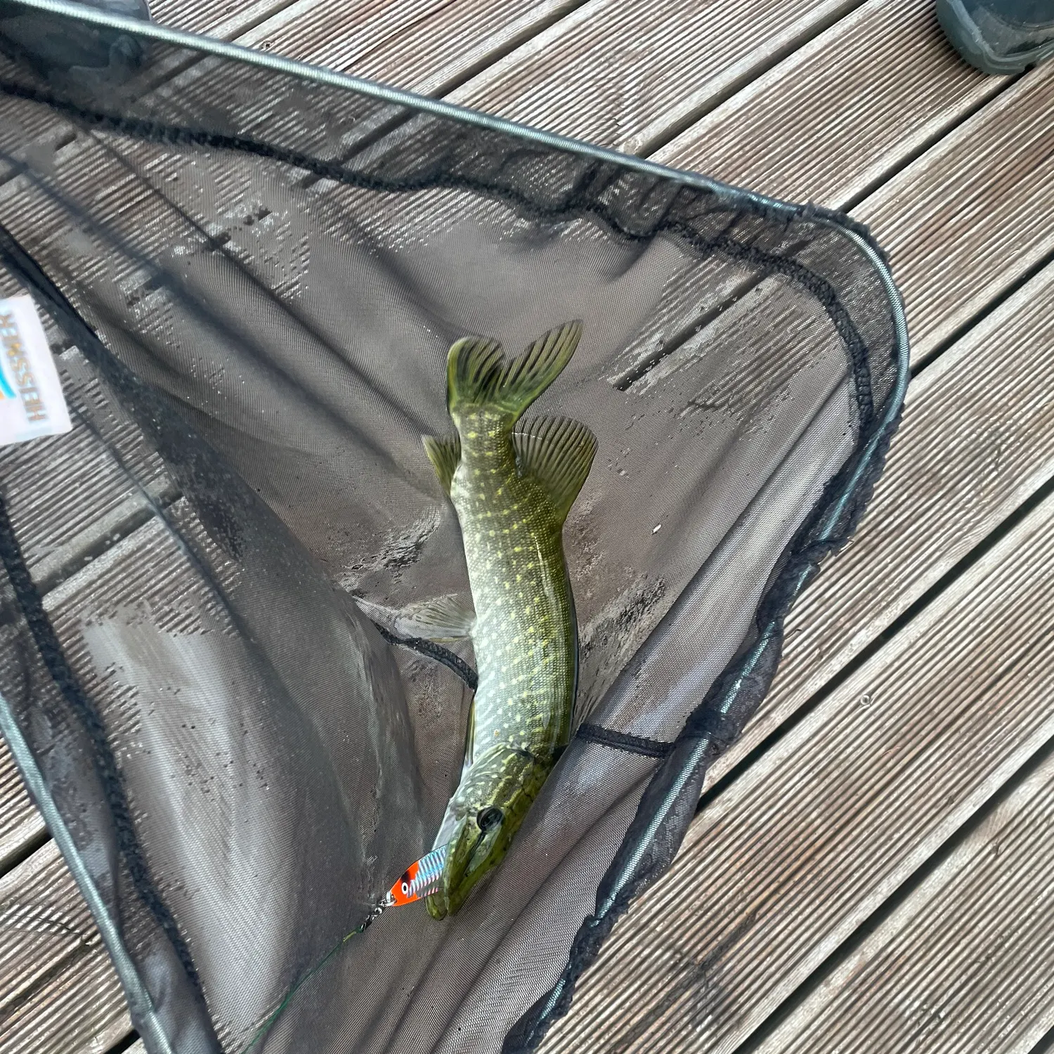 The most recent Northern pike catches on Fishbrain