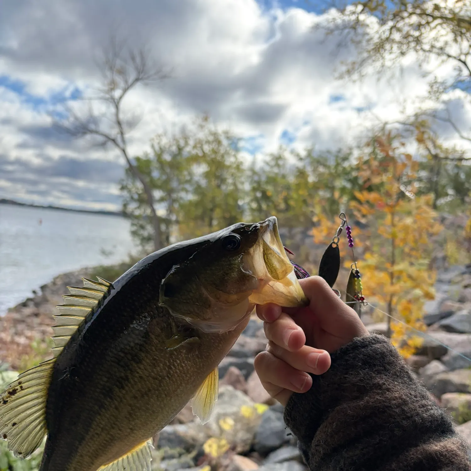 Largemouth bass caught on Fishbrain