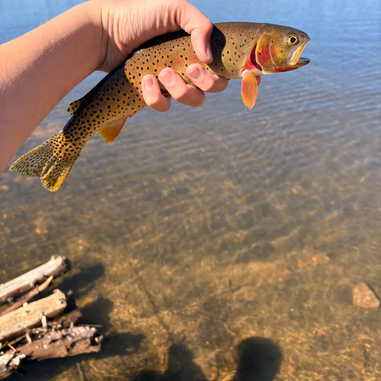 Cutthroat trout caught on Fishbrain