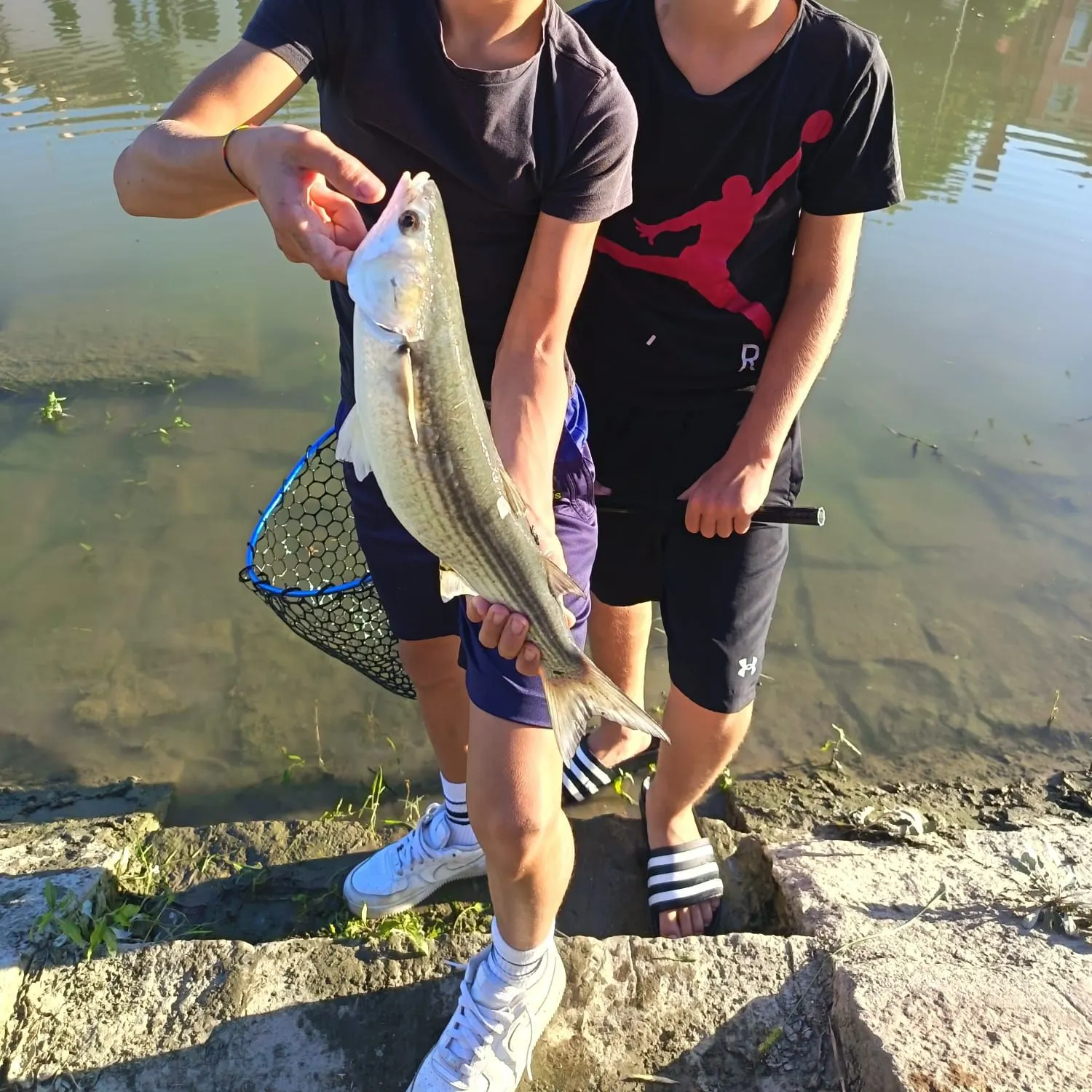 The most recent Thicklip grey mullet catches on Fishbrain