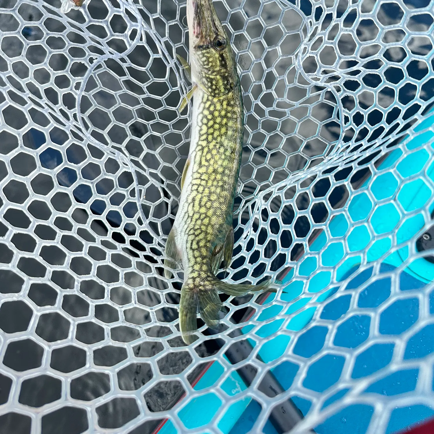 The most recent Grass pickerel catches on Fishbrain