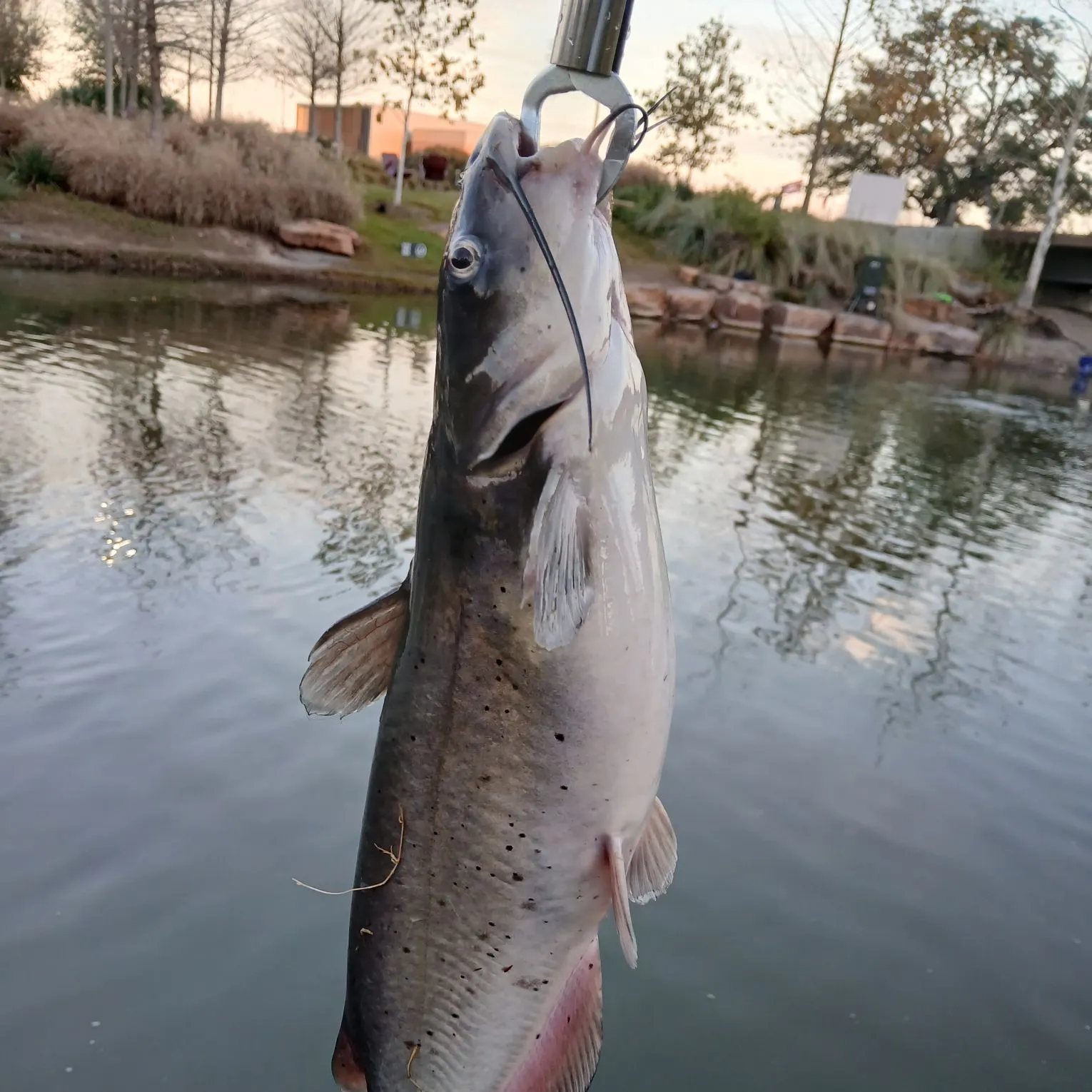 The most recent Channel catfish catches on Fishbrain