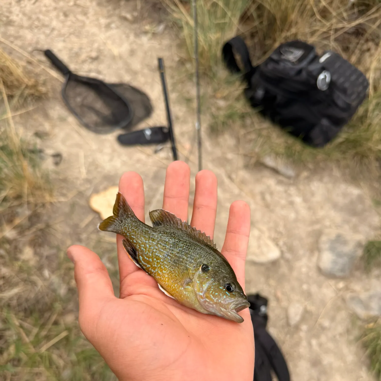 Green sunfish caught on Fishbrain