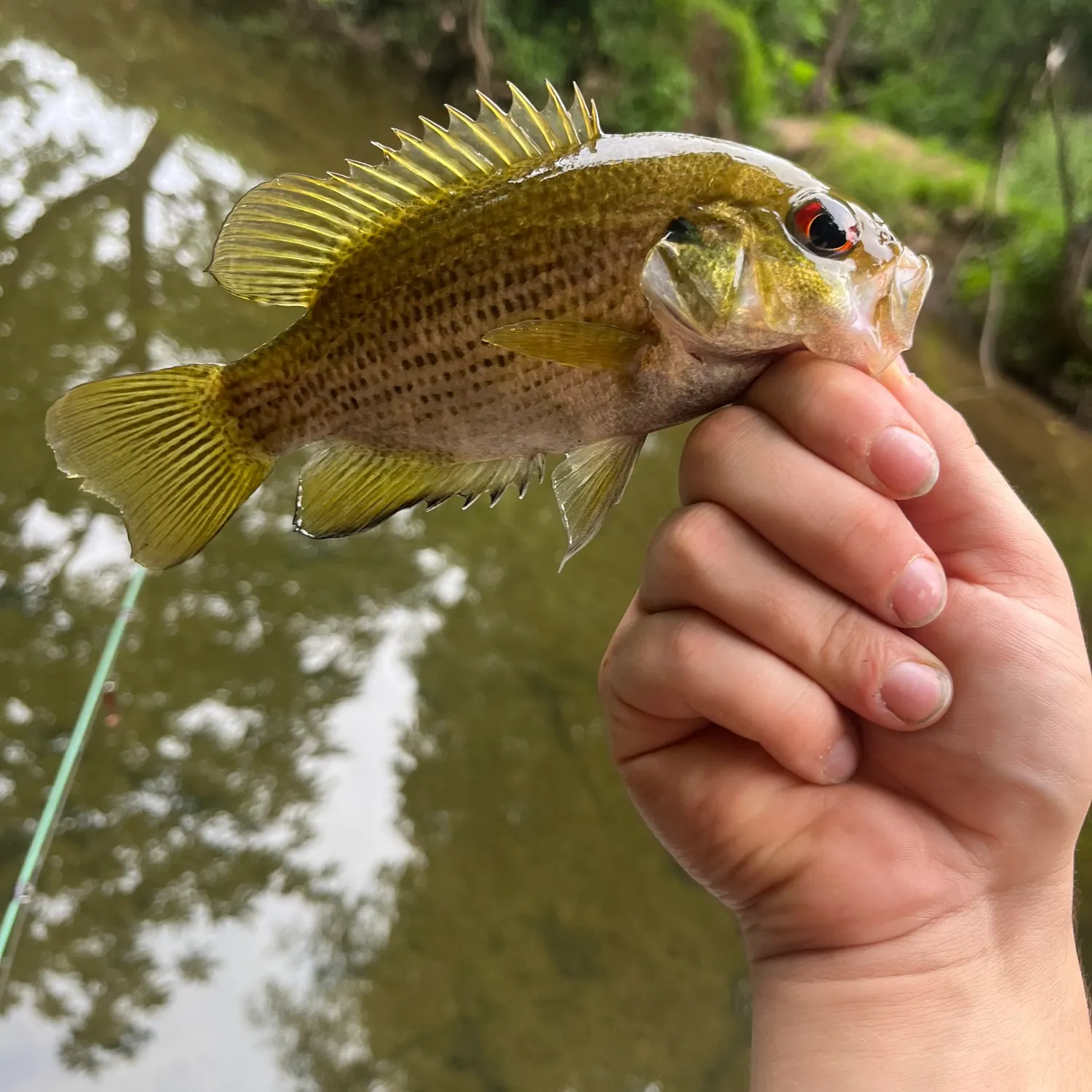 Rock bass caught on Fishbrain