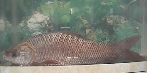 Rohu carp