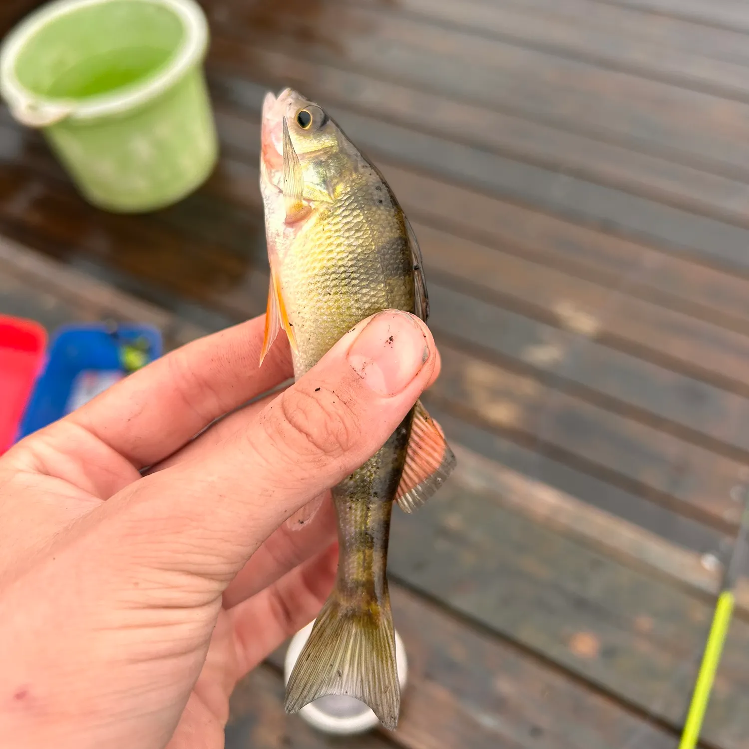 Yellow perch caught on Fishbrain