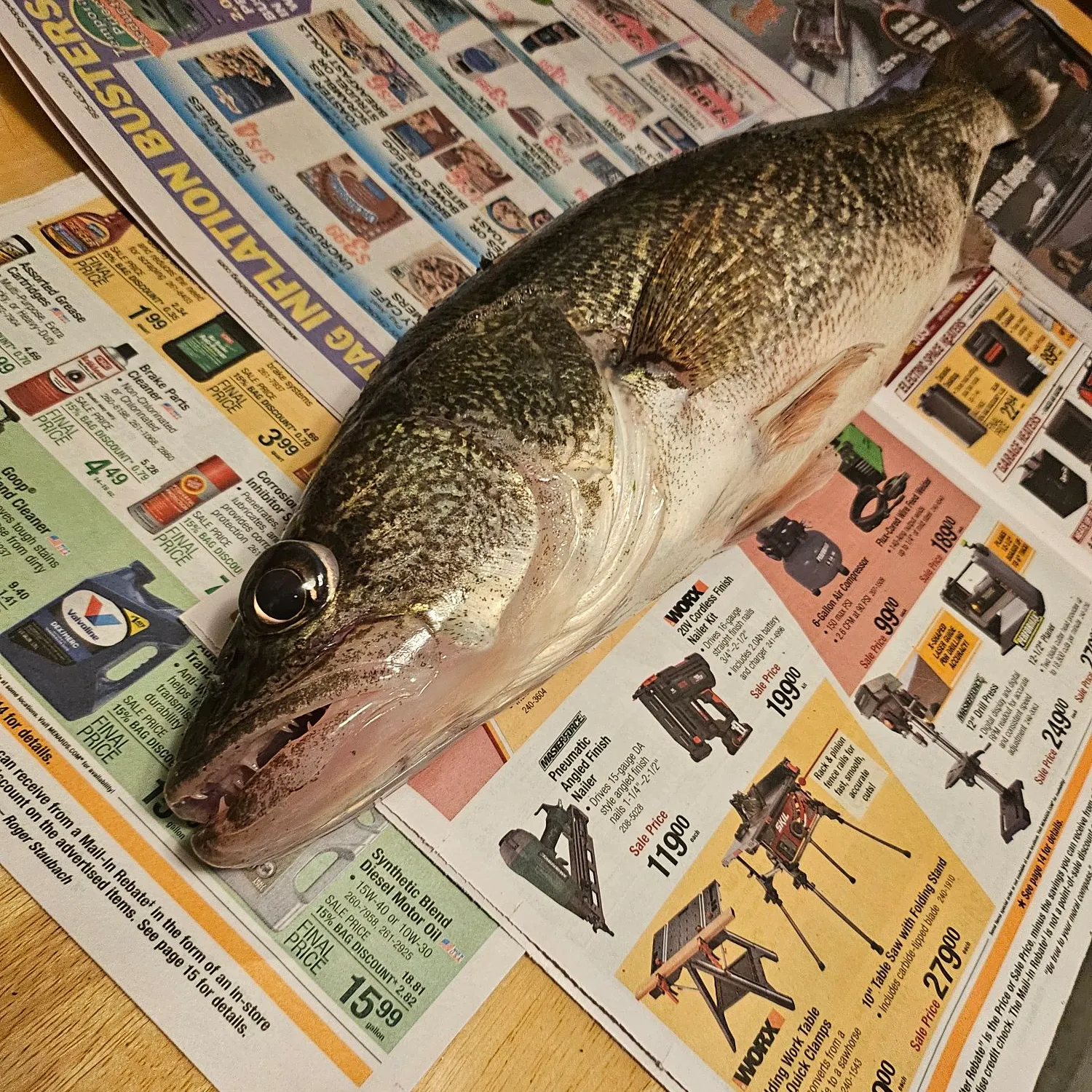 recently logged catches
