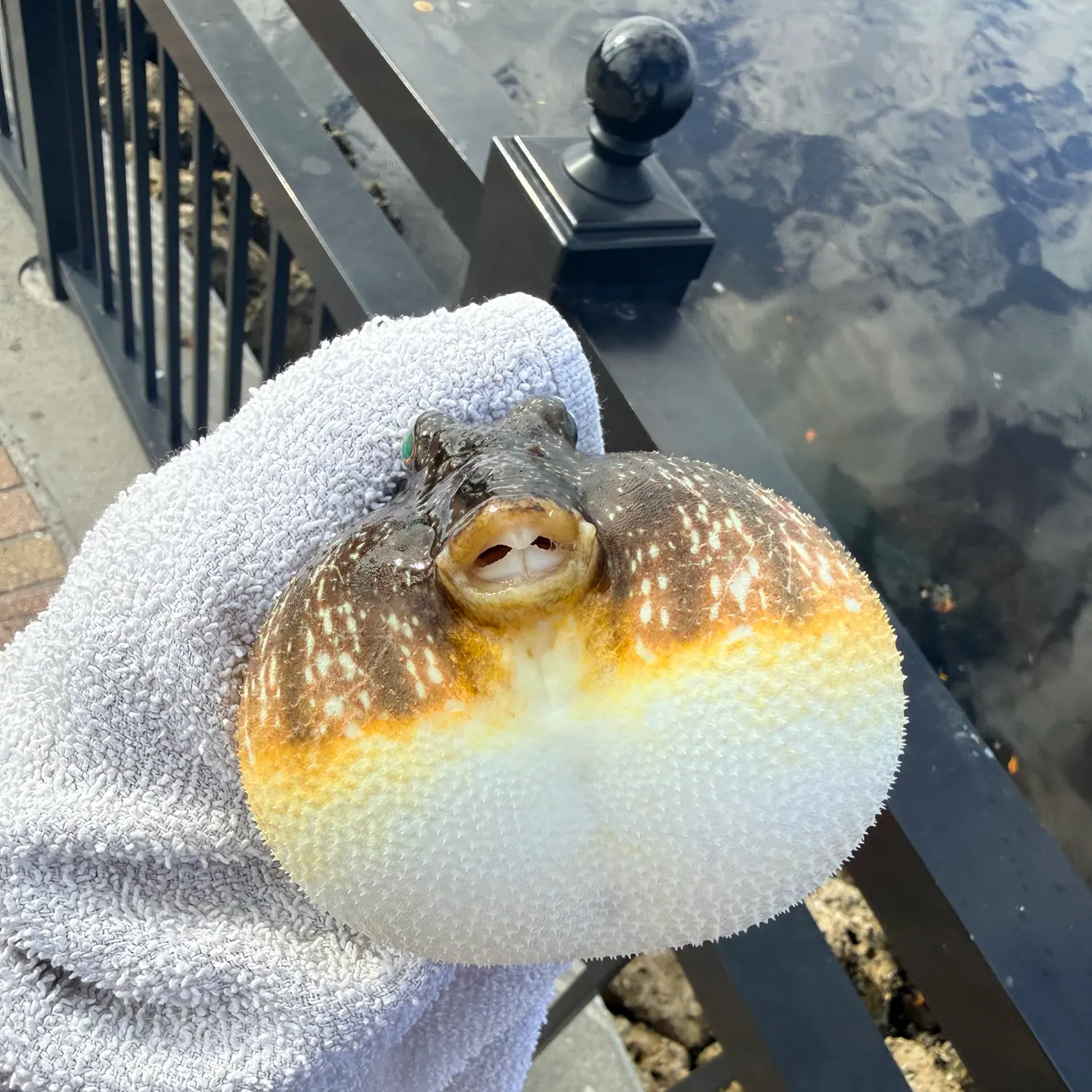 The most recent Southern puffer catches on Fishbrain