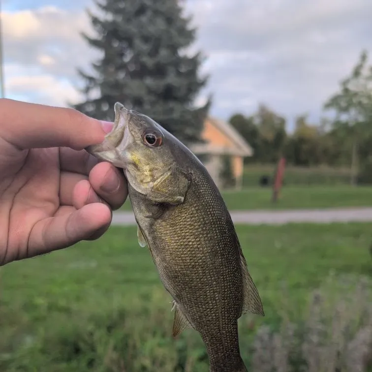 Smallmouth bass caught on Fishbrain
